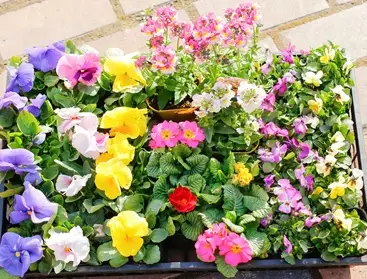 サンガーデンの季節の花苗セットA