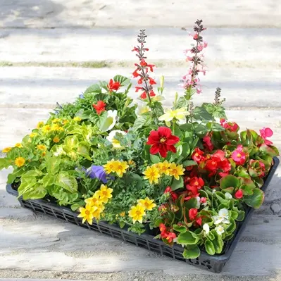 サンガーデンの季節の花苗セットB